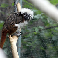 Pietų amerikos atogrąžų miškų voverinė beždžionė