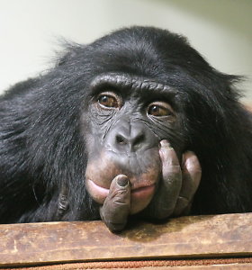 15min paaiškina: kaip beždžionės lėmė AIDS atsiradimą