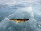 „Reuters“/„Scanpix“ nuotr./Žvejyba ant ledo