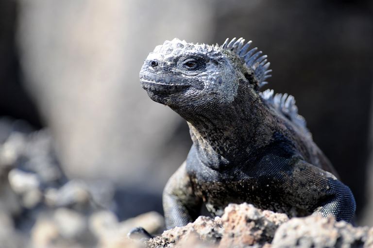 AFP/Scanpix nuotr./Jūrinė iguana.