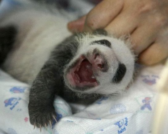 Reuters/Scanpix nuotr./22 dienų panda