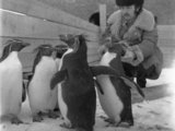 Vienus pirmųjų eksponatų – kuoduotuosius pingvinus apžiūri biologas Eugenijus Buivydas.