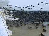 Lietuvos ornitologų draugijos nuotr./Žiemoti likę paukščiai laikosi keliose neužšalusiose Nemuno properšose.