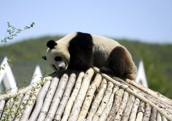 Reuters/Scanpix nuotr./Panda