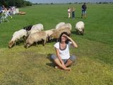 Asmeninio archyvo nuotr./Atrakcija turistams, apsistojantiems kempinguose Olandijoje, – tam tikrą valandą aplink išleidžiamos pasiganyti avys.