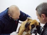 LGGD nuotr./Bokserį apžiūrėjo veterinarijos specialistai.