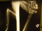LGGD nuotr./Išnarintos kojytės rentgenograma