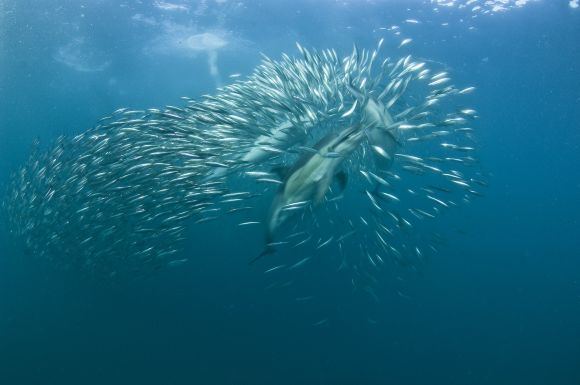 Reuters/Scanpix nuotr./Jokiame delfinariume delfinams nebus sukurtos tokios gyvenimo sąlygos, kurios bent ia tolo primintų jų natūralią aplinką.