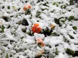 „Reuters“/„Scanpix“ nuotr./Sniego užpustytos gėlės