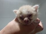 LGGD nuotr./Sužalotas kačiukas pateko į veterinarų rankas.