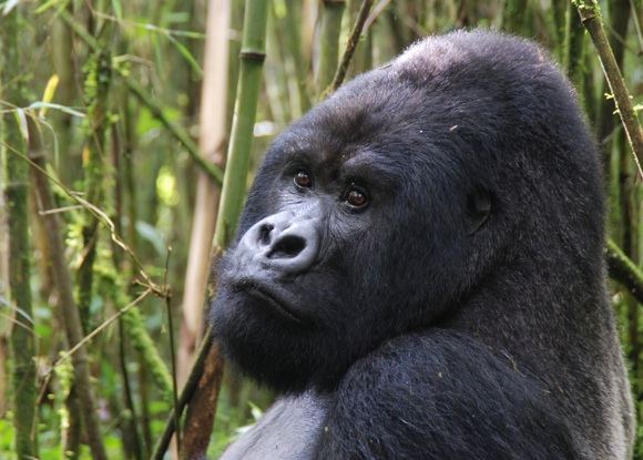 sxc.hu/Ruandos pasididžiavimas - kalnų gorilos.