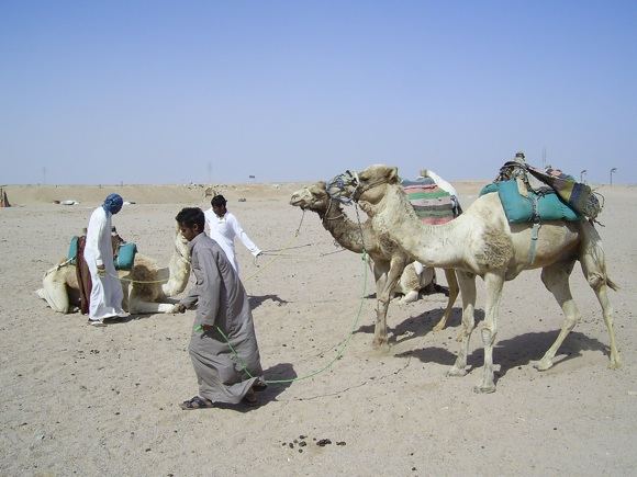 J.Jasiūnienės nuotr./Beduinų kupranugariai
