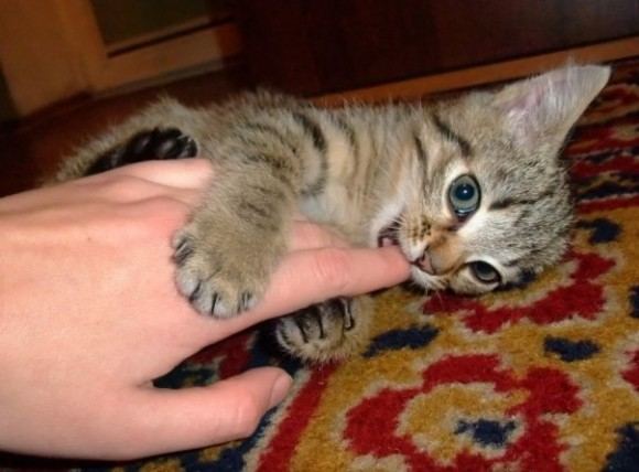 Vetvila.lt nuotr./Kačiukas turi suprasti, kad žmogaus oda  pažeidžiama. Deja, daugelis savininkų netyčiom skatina savo augintinius atakuoti rankas ir kojas.