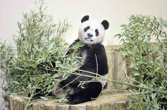 Reuters/Scanpix nuotr./Panda vardu Yangas Guangas