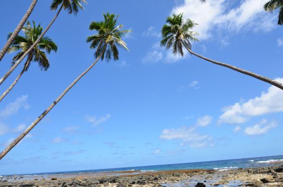L.Dapkus/Kokoso palmės ir vandenynas
