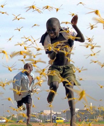 Reuters/Scanpix nuotr./Senegalo vaikai laksto tarp skėrių