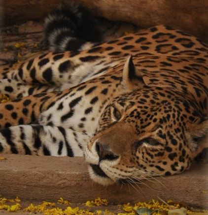 Greitgrisim.lt nuotr./Jaguaras. Pietų Amerikos katė Santa Kruzo zoologijos sode