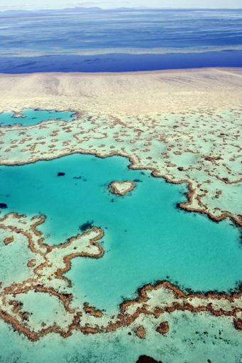 Fotolia nuotr./Didysis koralinis rifas Australijoje