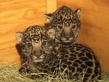 Kadras iš vaizdo įrašo/San Diego zoologijos sode gimę dviejų savaičių jaguaro mažyliai
