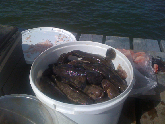 Per dieną galima prigaudyti visą kibirą grundalų