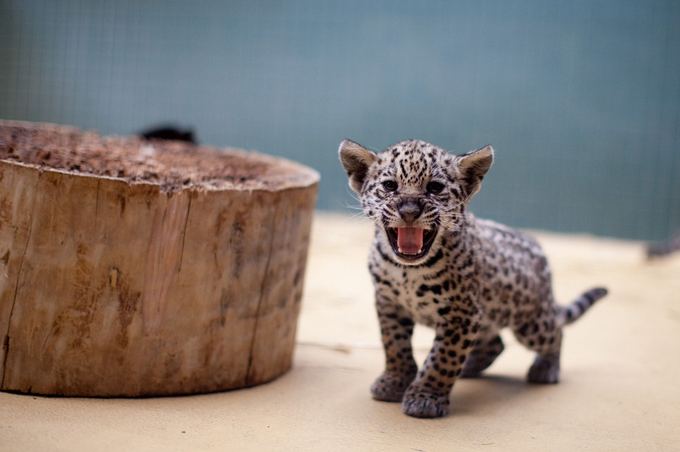 AFP/Scanpix nuotr./Jaguaro jauniklis
