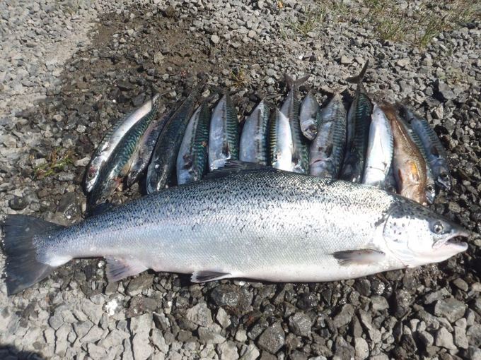 15min.lt skaitytojo nuotr./Irmanto 5,6 kg laaiaa, sumeakeriota Norvegijoje