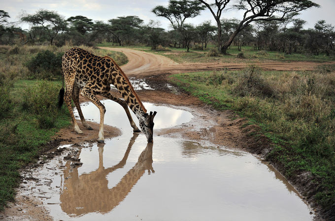 AFP/Scanpix nuotr./Gerti žirafoms pakankmai sudėtinga. Tanzanija.