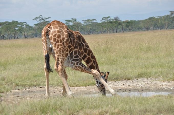 Mykolo Vadiaio nuotr./Nakuru nacionalinis parkas Kenijoje