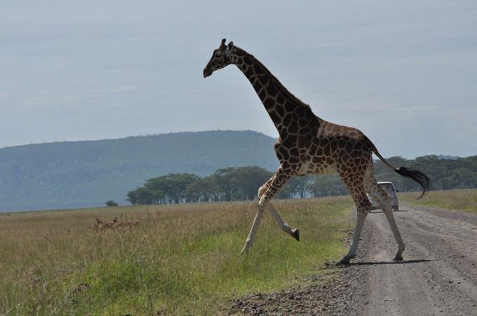 Mykolo Vadiaio nuotr./Žirafos bėgdamos spiriasi priekinėmis kojomis