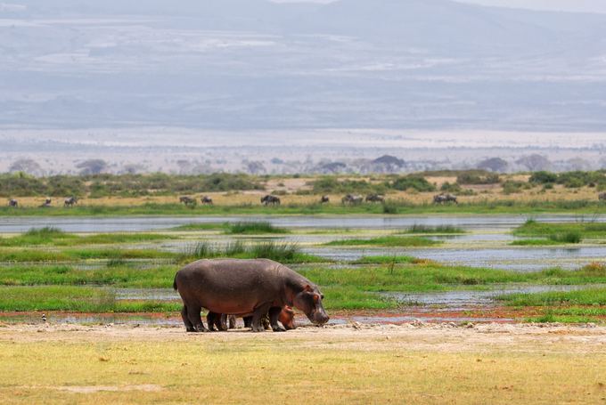 123rf.com nuotr./Begemotai Amboseli parke