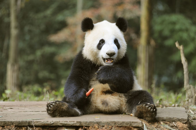 Reuters/Scanpix nuotr./Panda