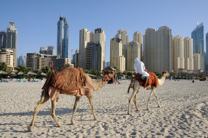 Novaturo nuotr./Kupranugariai paplūdimyje Dubajuje