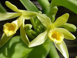 Iš šio orchidėjų šeimos augalo išgaunama vanilė.