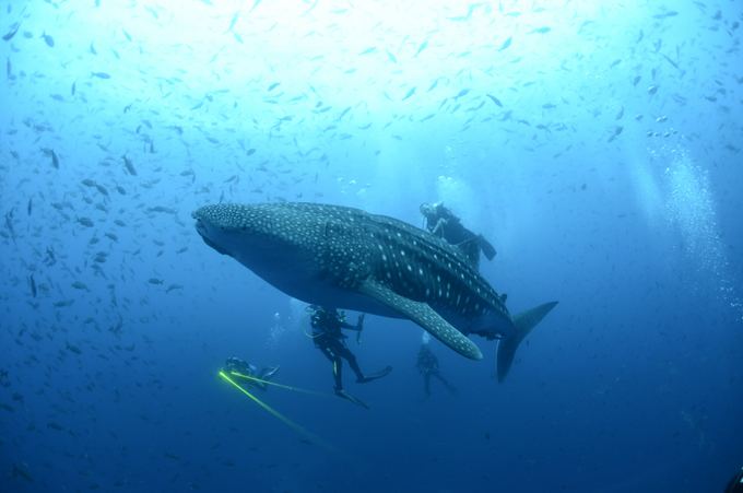 Reuters/Scanpix nuotr./Galapagai. Bangininis ryklys