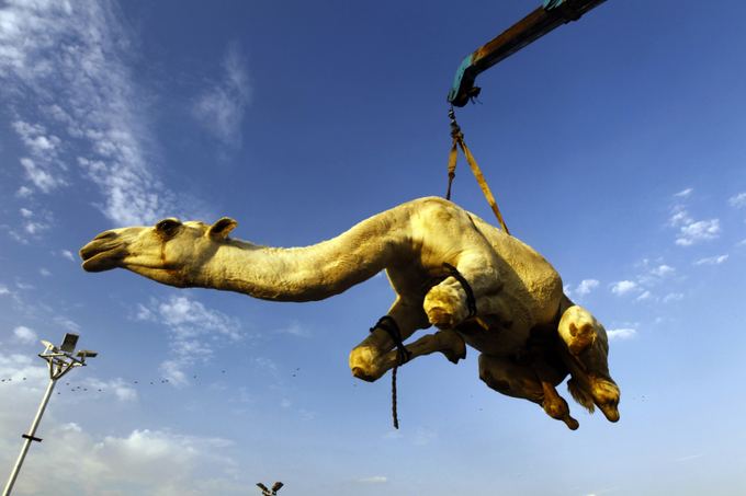 AFP/Scanpix nuotr./Pasaulio gyvūnai: kupranugaris