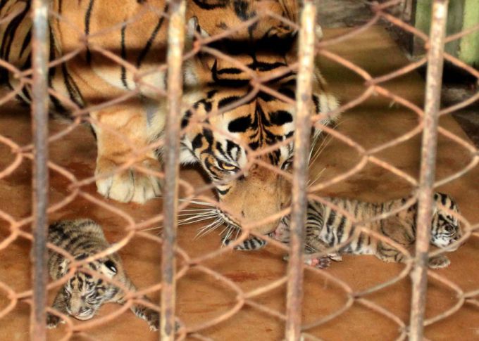 AFP/Scanpix nuotr./Sumatros tigrė atsivedė tris tigriukus