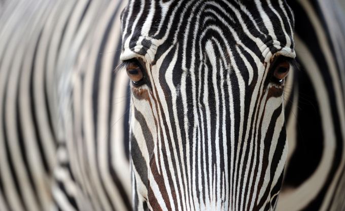 AFP/Scanpix nuotr./Pasaulio gyvūnai. Neprijaukinama zebra