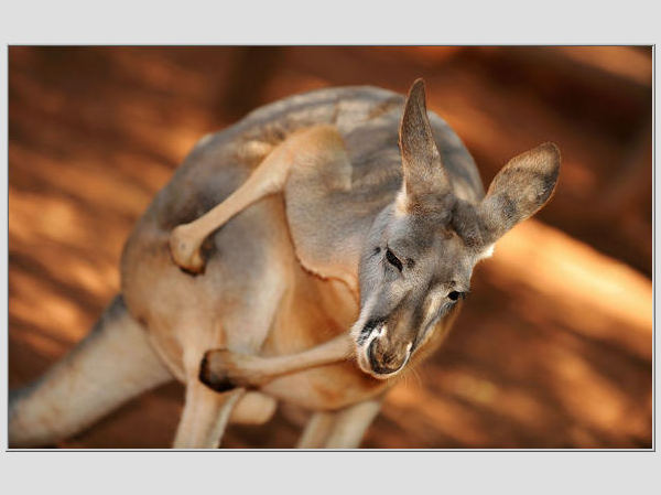 AFP/Scanpix nuotr./Kengūra - vienas įspūdingiausių sterblinių gyvūnų