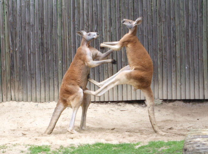 Wikimedia Commons nuotr./Pasaulio gyvūnai: aukatai aokinėjančios, vaikus sterblėje auginančios kengūros