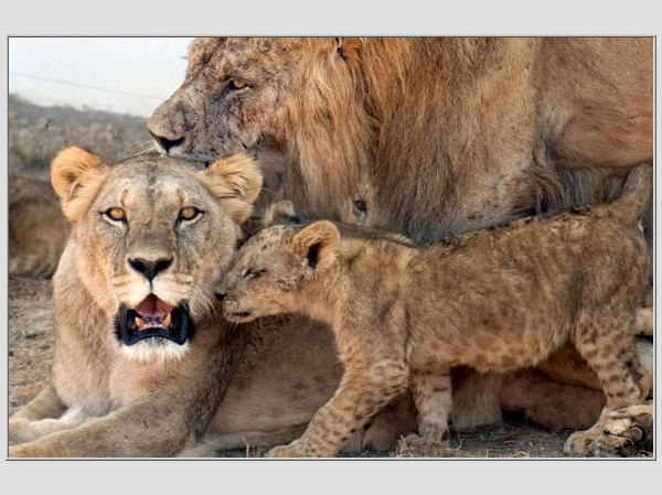AFP/Scanpix nuotr./Gyvūnų karalius - liūtas