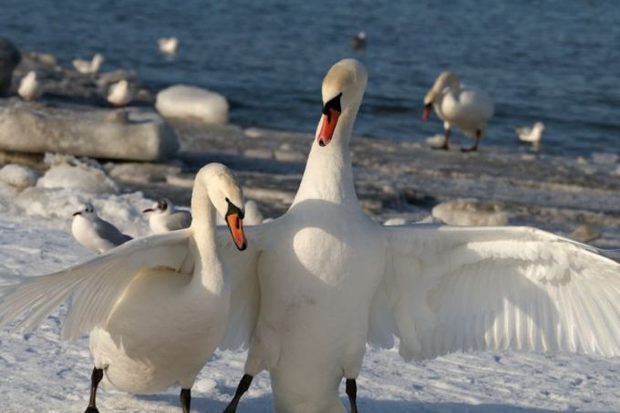 Shutterstock nuotr./Gulbės