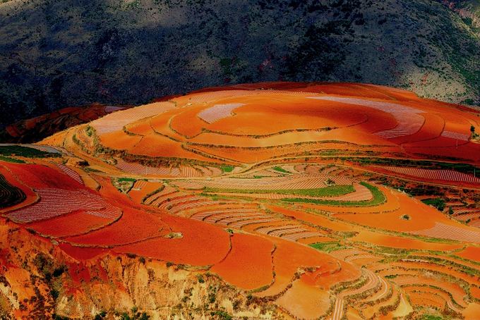 Milžiniški raudonai žali augmenijos kilimai Kinijoje – gamtos stebuklas be  žmogaus, Gyvenimas