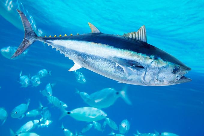 Fotolia nuotr. / Mėlynasis tunas