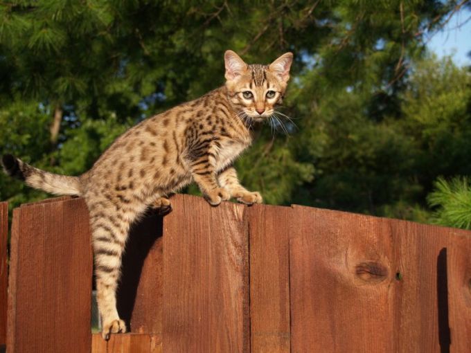 Shutterstock nuotr. / Savanos kačiukas