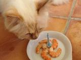 „Twitter“ nuotr./Karlo Lagerfeldo katytė Choupette švenčia pirmąjį gimtadienį