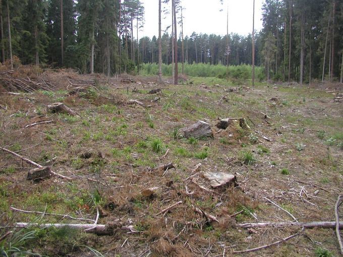 Vilmos Danauskienės nuotr./Veisiejų regioniniame parke esančiame Babrų miake  iakirsta hektaras miako, nors kirtimai toje vietoje - draudžiami.