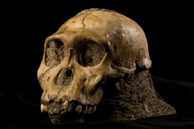 Australopithecus sediba kaukolė