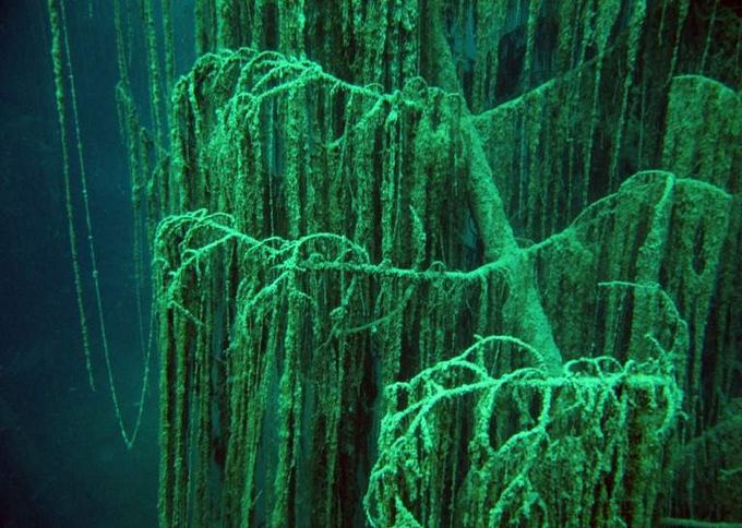 RussiaEnglish.com nuotr./Paskendęs miakas Kaindy ežere  nuostabi gamtos iadaiga ir rojus nardytojams 