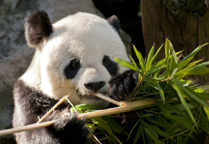 Fotolia nuotr. / Panda graužia bambuką