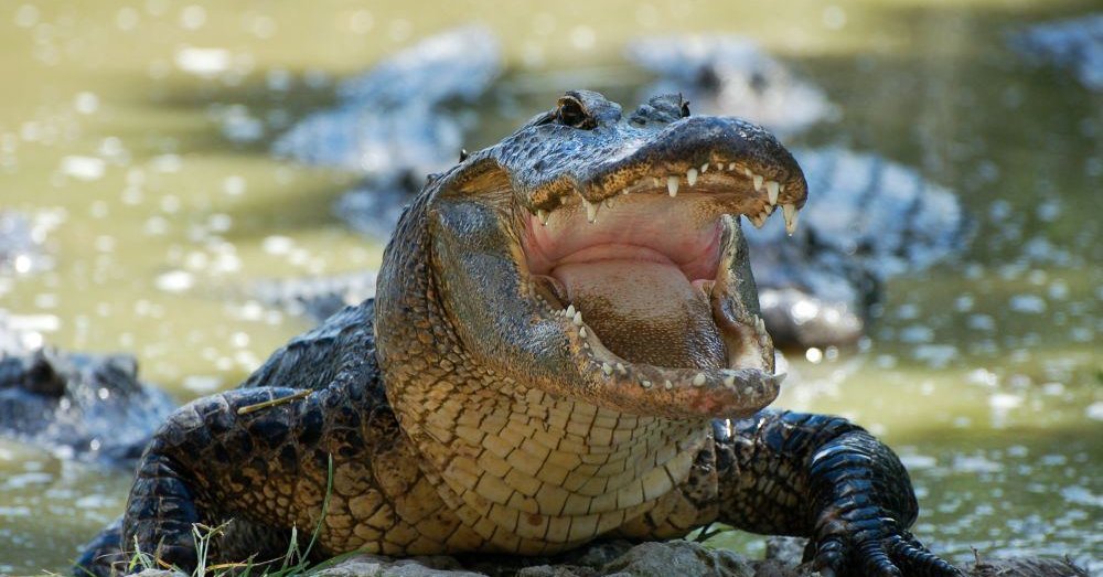 Kas Zemėje Nuzudo Daugiausiai Zmonių Krokodilai Begemotai Ar Uodai Mokslas It